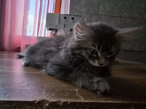 Maine Coon mačići, prelepi i umiljati - 3