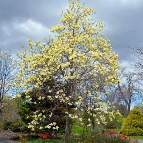 Magnolija Žuti Fenjer - 0