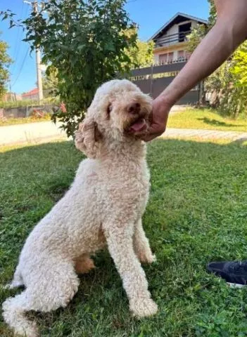 Lagotto Romagnolo štenci - 6