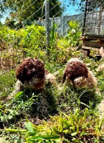 Lagotto Romagnolo štenci - 8