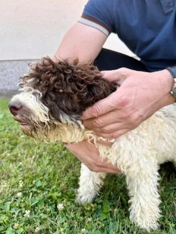 Lagotto Romagnolo štenci - 4