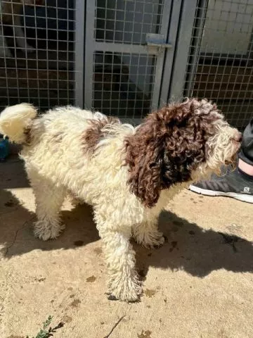 Lagotto Romagnolo štenci - 10