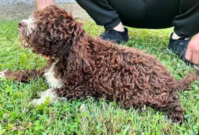 Lagotto Romagnolo štenci - 5