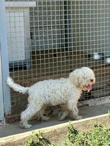 Lagotto Romagnolo štenci - 9