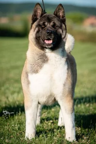 Američka Akita - 1