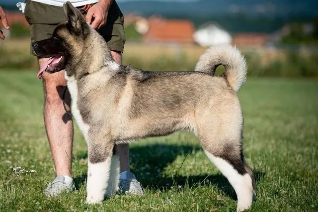 Američka Akita - 6