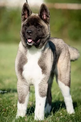 Američka Akita - 7