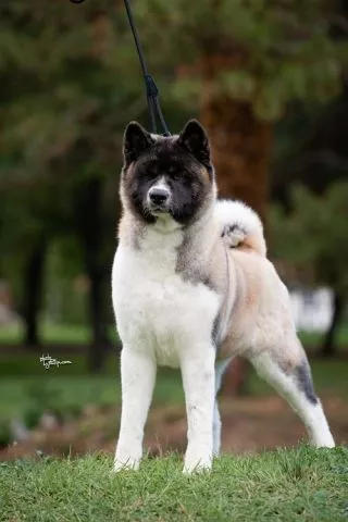 Američka Akita - 3