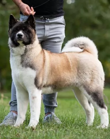 Američka Akita - 4