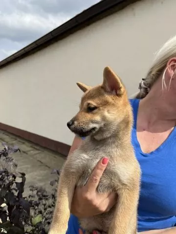 Štenci Shiba inu  - 2