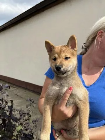 Štenci Shiba inu  - 1