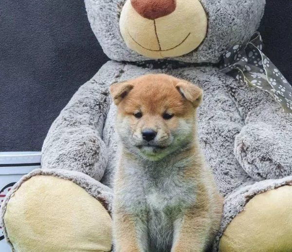 Štenci Shiba inu  - 5