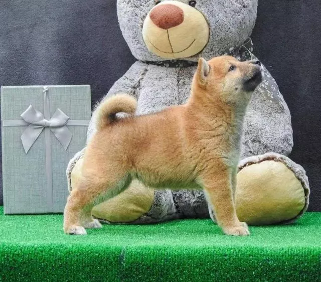 Štenci Shiba inu  - 4