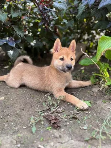 Štenci Shiba inu  - 0