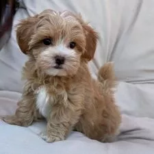 Prekrasni mini maltipoo štenci - 0