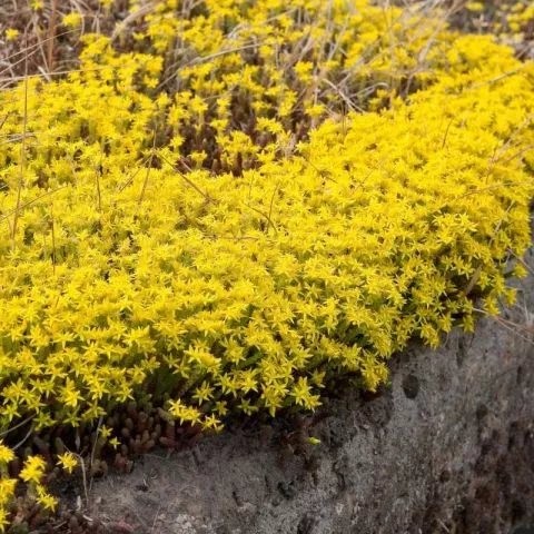 Sedum Žuta kraljica - trajnica - 0