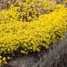 Sedum Žuta kraljica - trajnica - 0