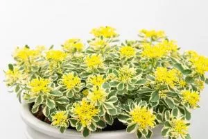 Sedum Atlantis - perena - 0