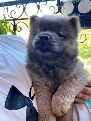 Čau Čau (Chow Chow) plavi štenci - 0