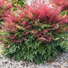 Nandina Opsednutost - 0