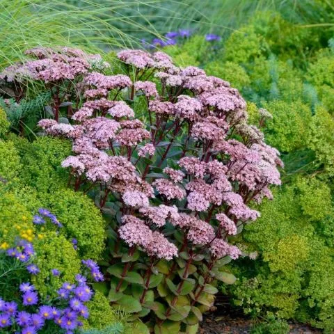 Sedum Matrona - perena - 0