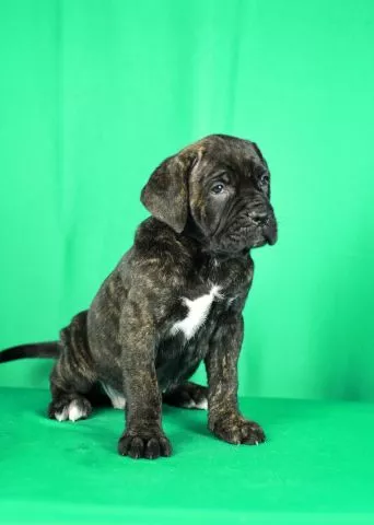 Cane Corso prelepi stenci - 2