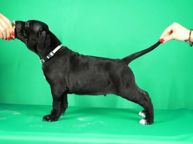 Cane Corso prelepi stenci - 7