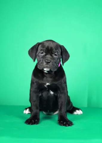 Cane Corso prelepi stenci - 0