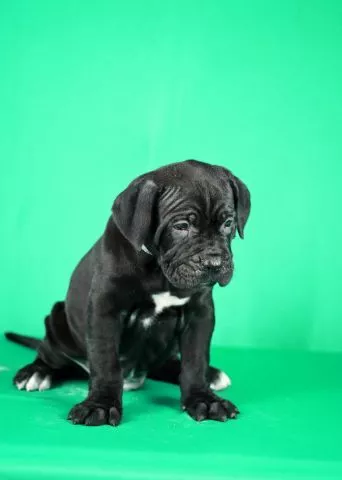 Cane Corso prelepi stenci - 6