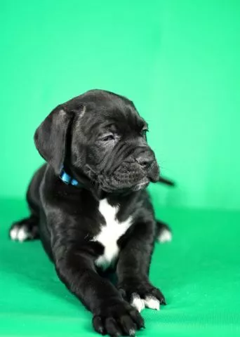 Cane Corso prelepi stenci - 5