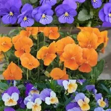 Viola mnogocvetna Mediteran miks (Plava, Oranž, Breskva) - 0