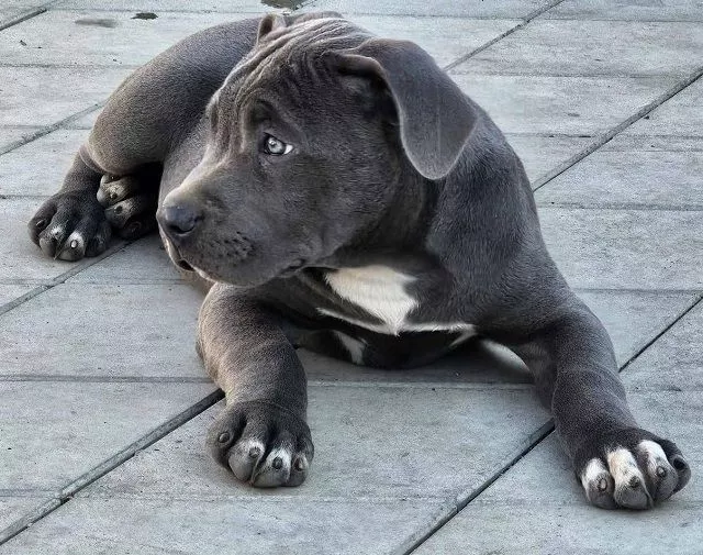 American bully xl - 3