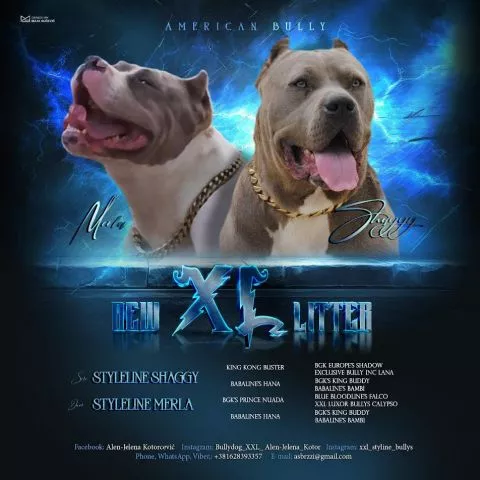 American bully xl - 0