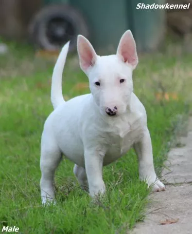 Mini Bull Terijer prelepi štenci - 9