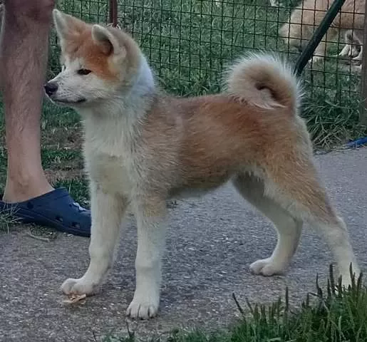 Akita Inu štenci - 3