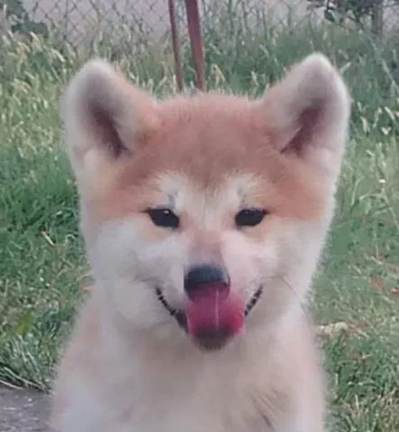 Akita Inu štenci - 4