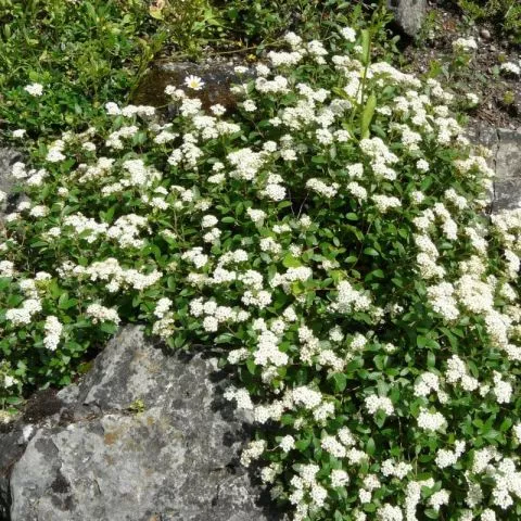 Spirea Polegla - 0