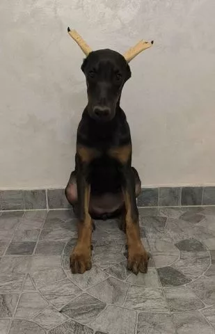 Doberman  - 4