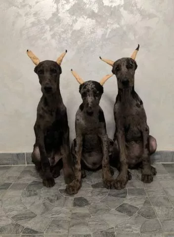 Doberman  - 0