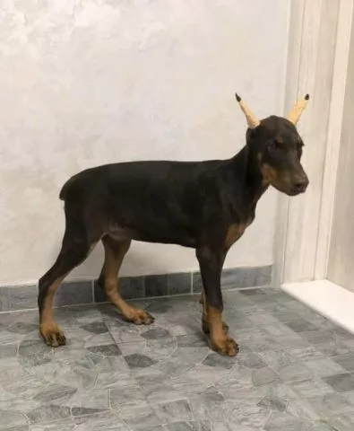 Doberman  - 2