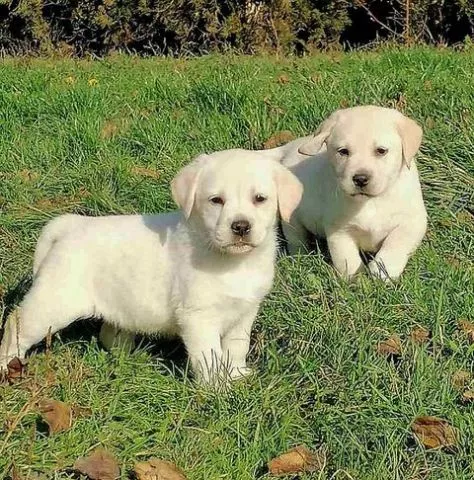 Labrador retriver - 4