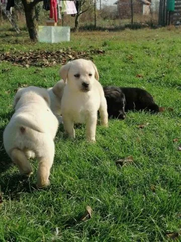 Labrador retriver - 5