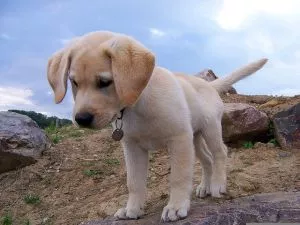 Žuti labrador štene - 0