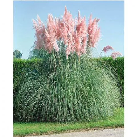 Pampas Trava Roze velika - cvetajuća trajnica - 0