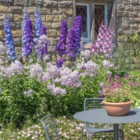 Žavornjak Lavanda - cvetajuća perena - 0