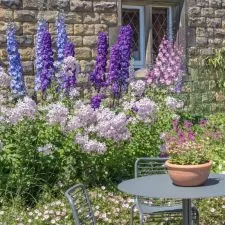 Žavornjak Lavanda - cvetajuća perena - 0