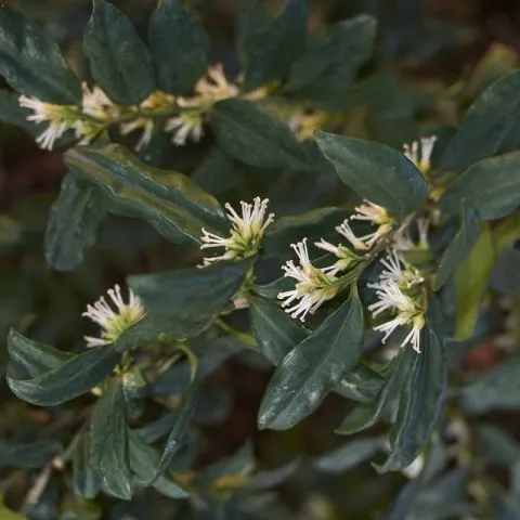 Božićni ukras, Sarcococca - 0