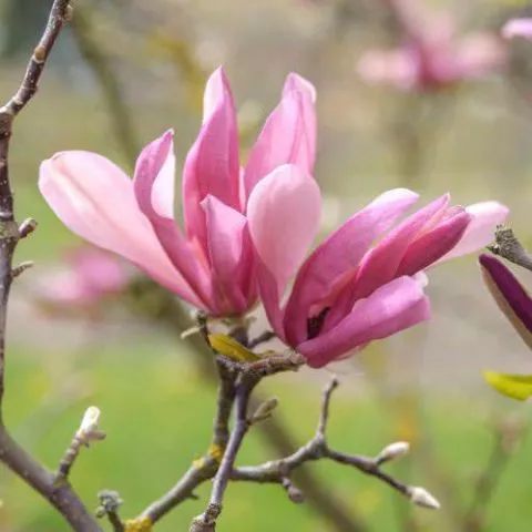 Magnolija Riki - 0