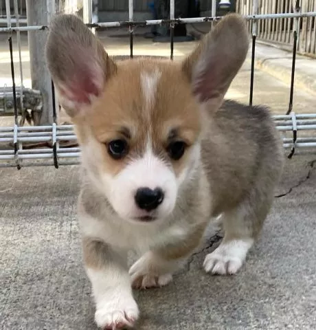 Pembroke Welsh Corgi štenci - 0