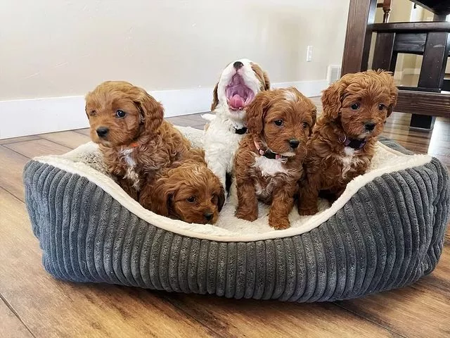 Prekrasni cavapoo štenci - 0